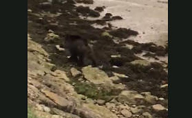 Un jabalí se pasea por la ría del Sella