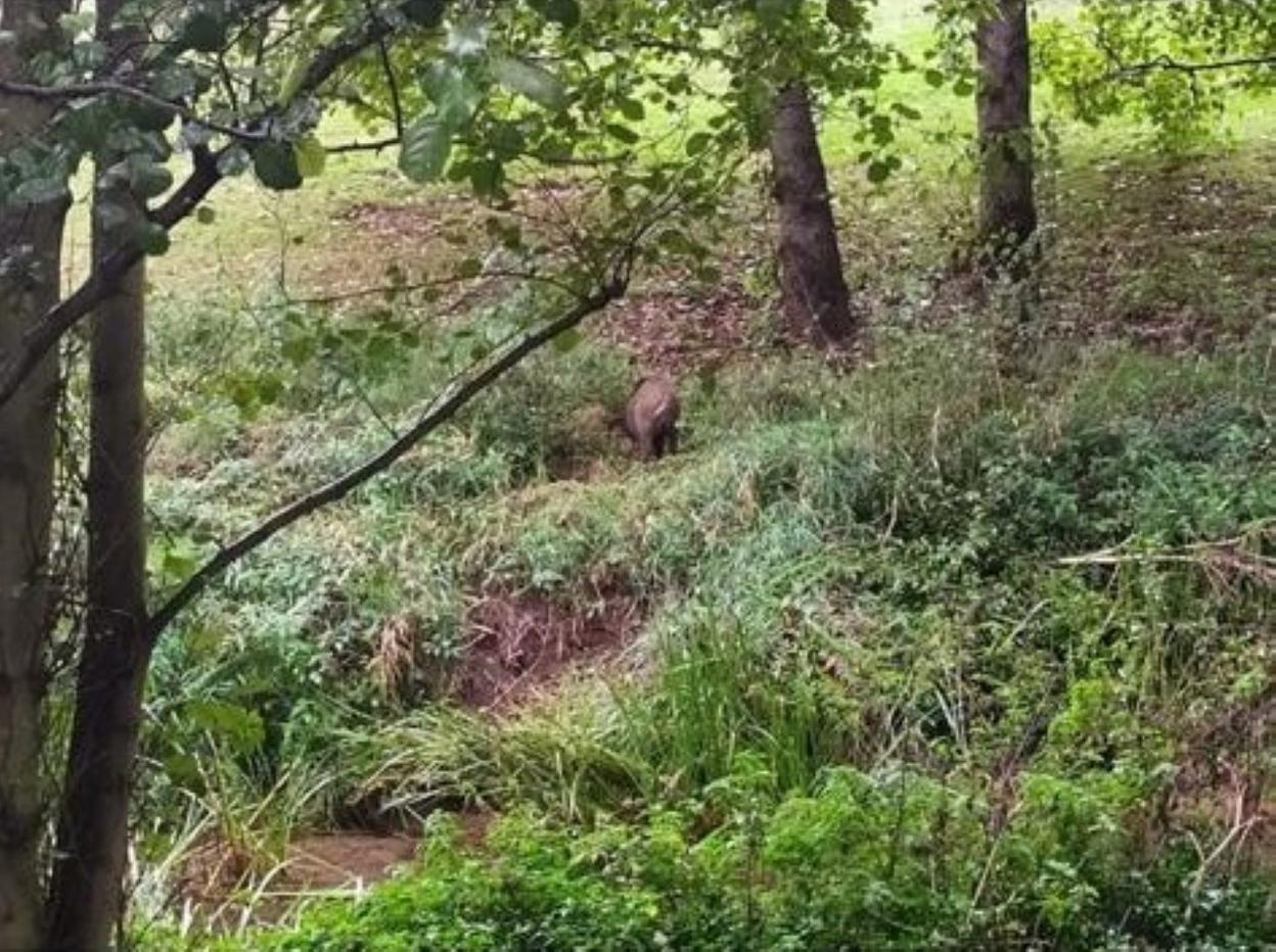 El jabalí fue visto ayer en el parque. 