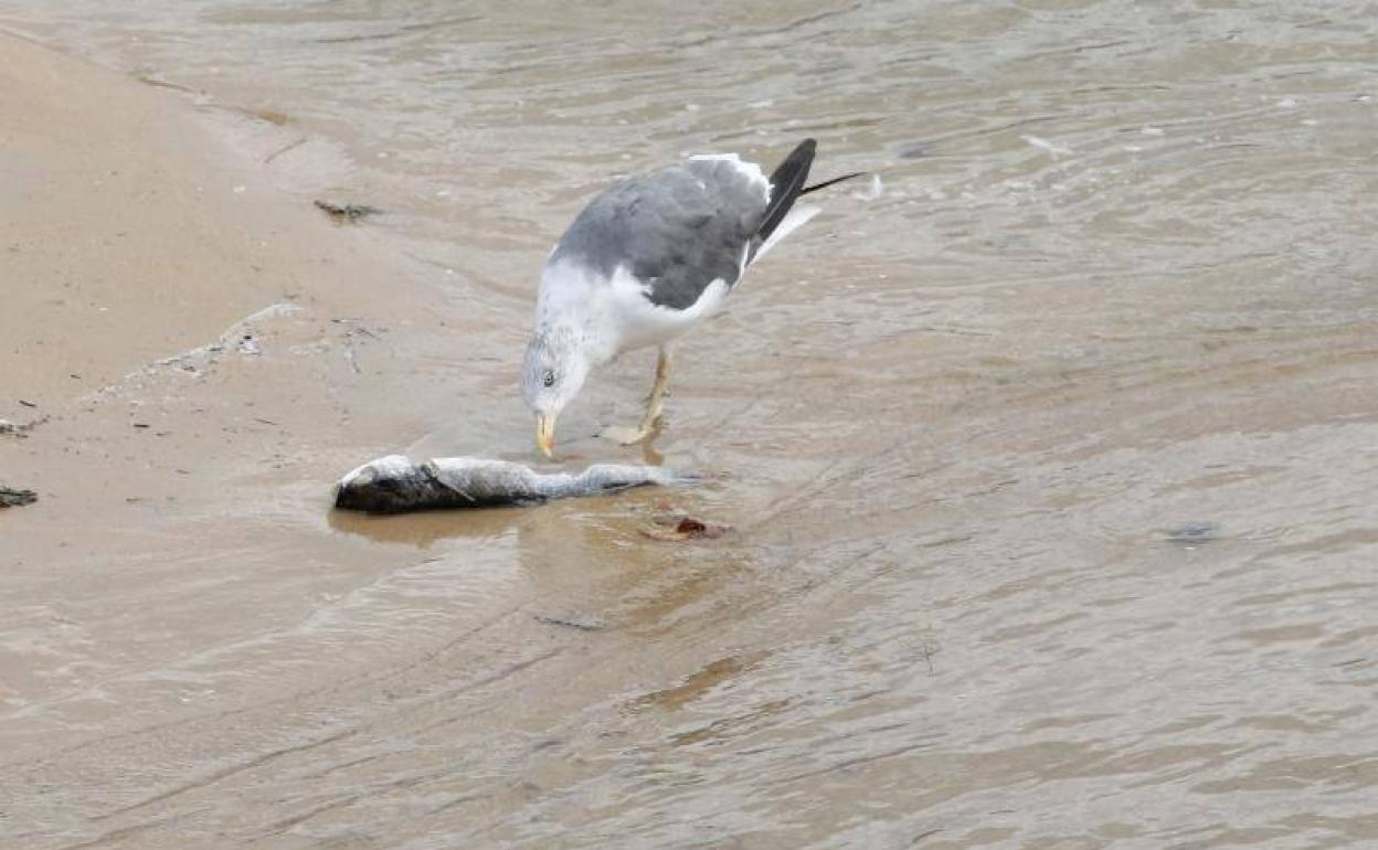 Una gaviota come un pez muerto en las inmediaciones del río Piles en Gijón. 