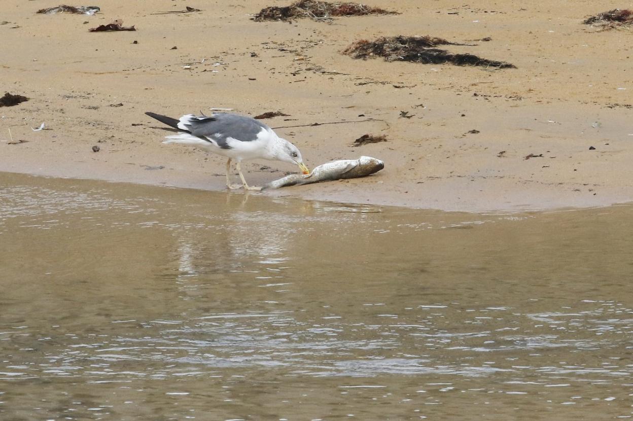 Una gaviota picotea un pez muerto en la desembocadura del río. 