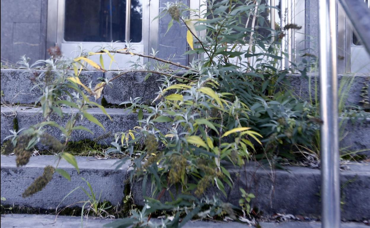 Las escaleras del antiguo Hospital General, en El Cristo, están llenas de maleza. 