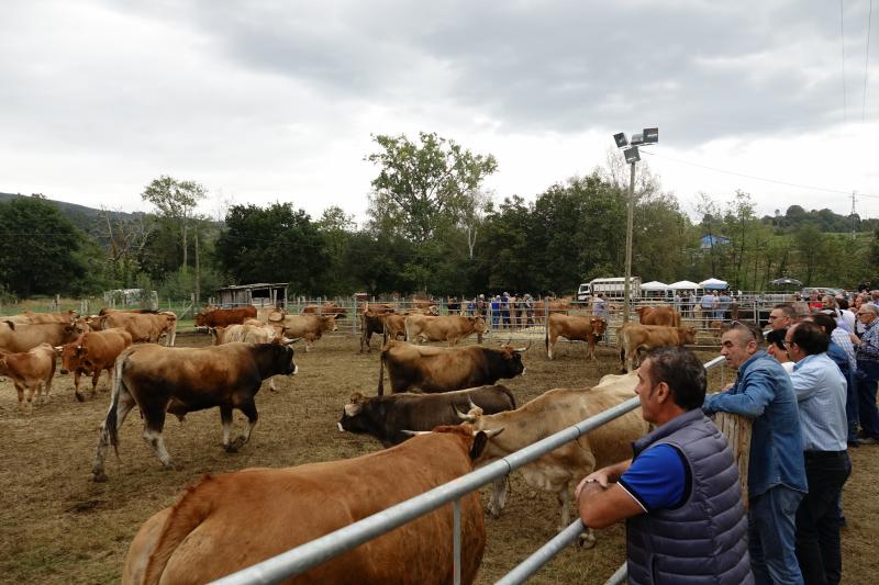 Más de 1.500 cabezas de ganado se han presentado en la feria de Santa Teresa de Infiesto, un certamen con gran ambiente que no ha conseguido importantes ventas.