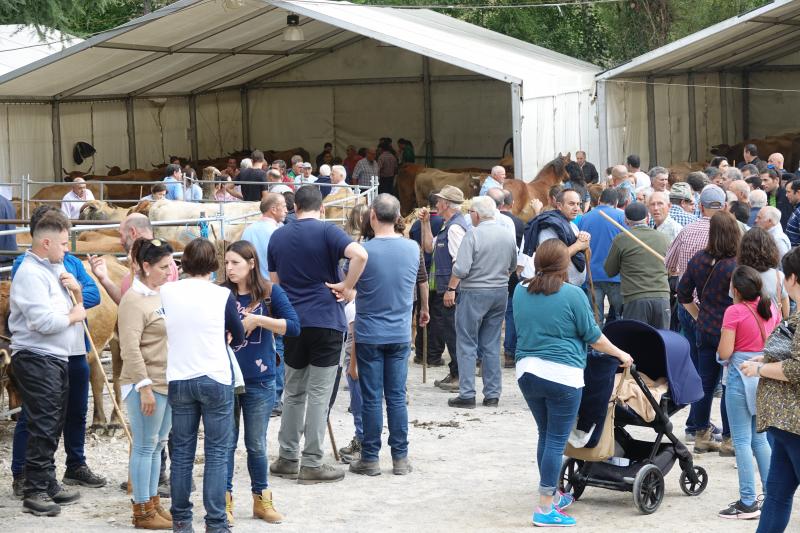 Más de 1.500 cabezas de ganado se han presentado en la feria de Santa Teresa de Infiesto, un certamen con gran ambiente que no ha conseguido importantes ventas.