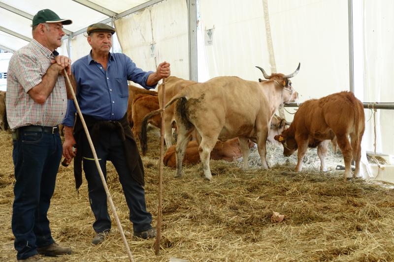 Más de 1.500 cabezas de ganado se han presentado en la feria de Santa Teresa de Infiesto, un certamen con gran ambiente que no ha conseguido importantes ventas.