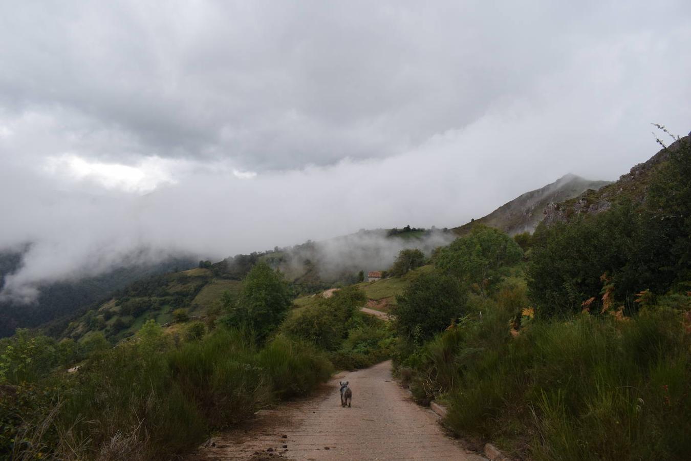 La ruta de las Brañas de Vicenturio y Cueiro es una ruta circular que nos conducirá por las grandes praderías en las que tradicionalmente los pastores dejaban el ganado durante todo el verano. Pasearemos por esta ruta foto a foto y por las partes más destacadas de su recorrido.