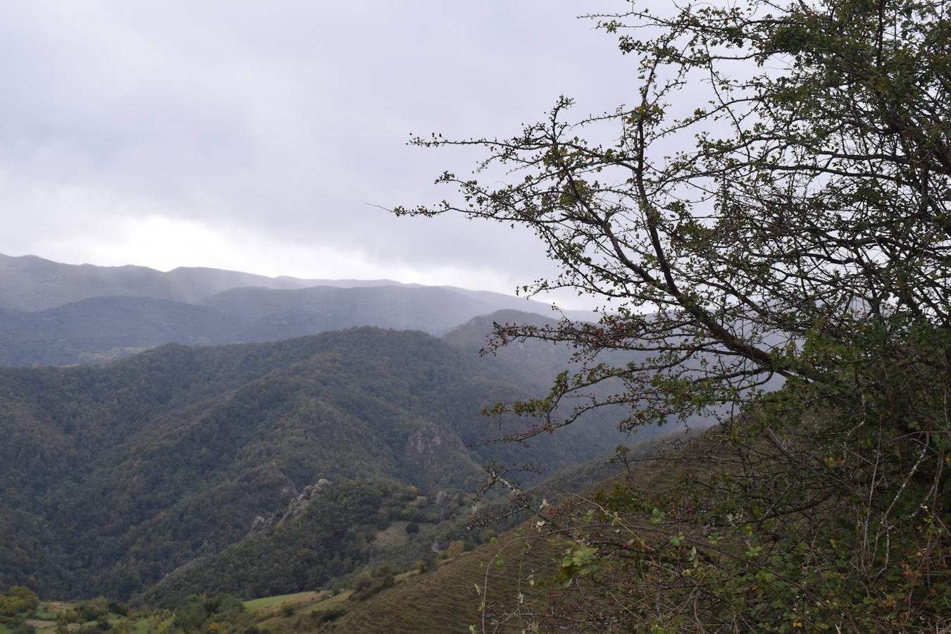 La ruta de las Brañas de Vicenturio y Cueiro es una ruta circular que nos conducirá por las grandes praderías en las que tradicionalmente los pastores dejaban el ganado durante todo el verano. Pasearemos por esta ruta foto a foto y por las partes más destacadas de su recorrido.