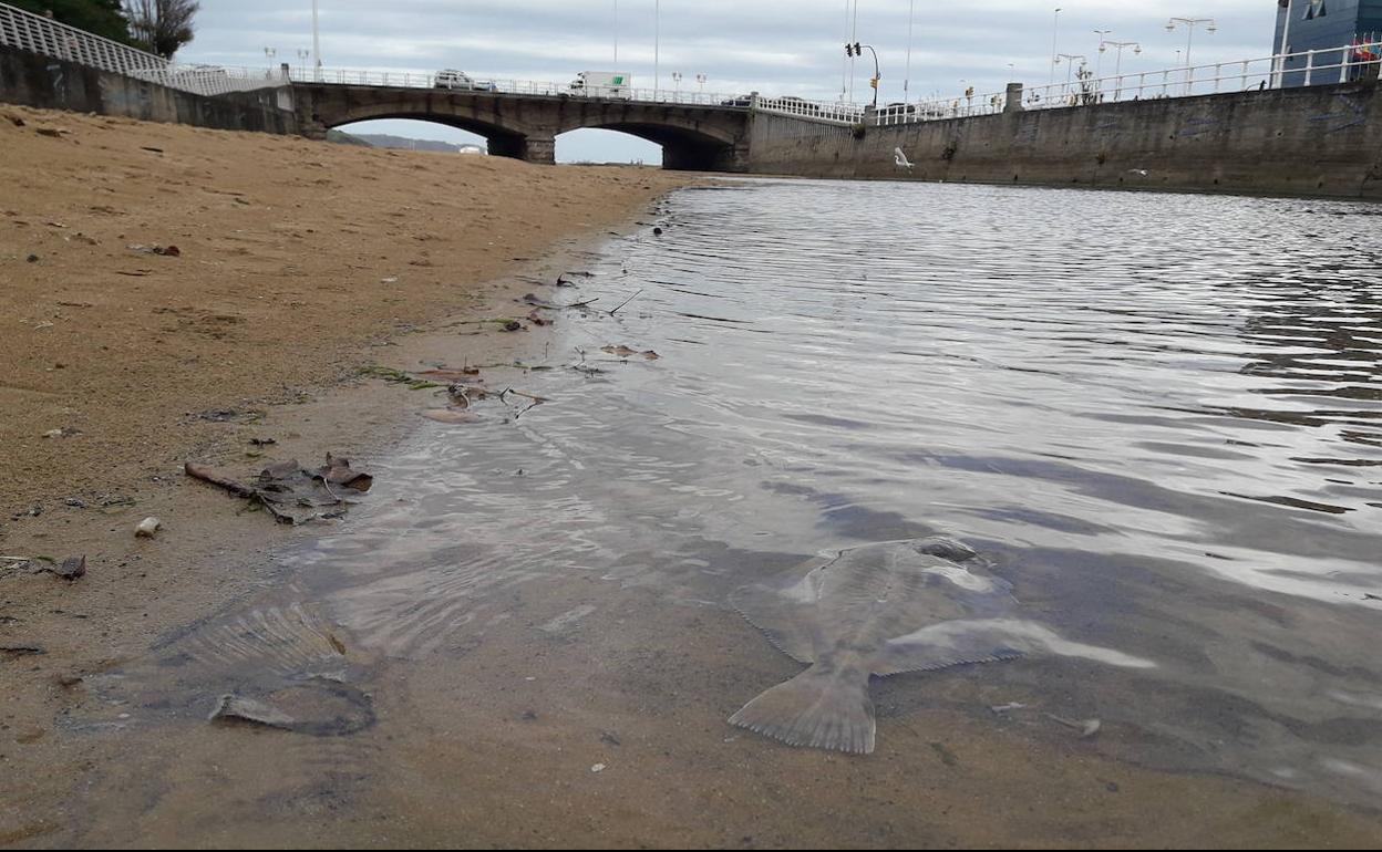 Peces muertos en el Piles estos días.