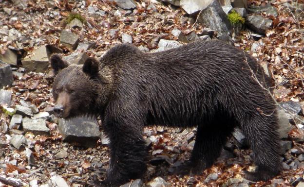 Oso pardo, en la cordillera Cantábrica.