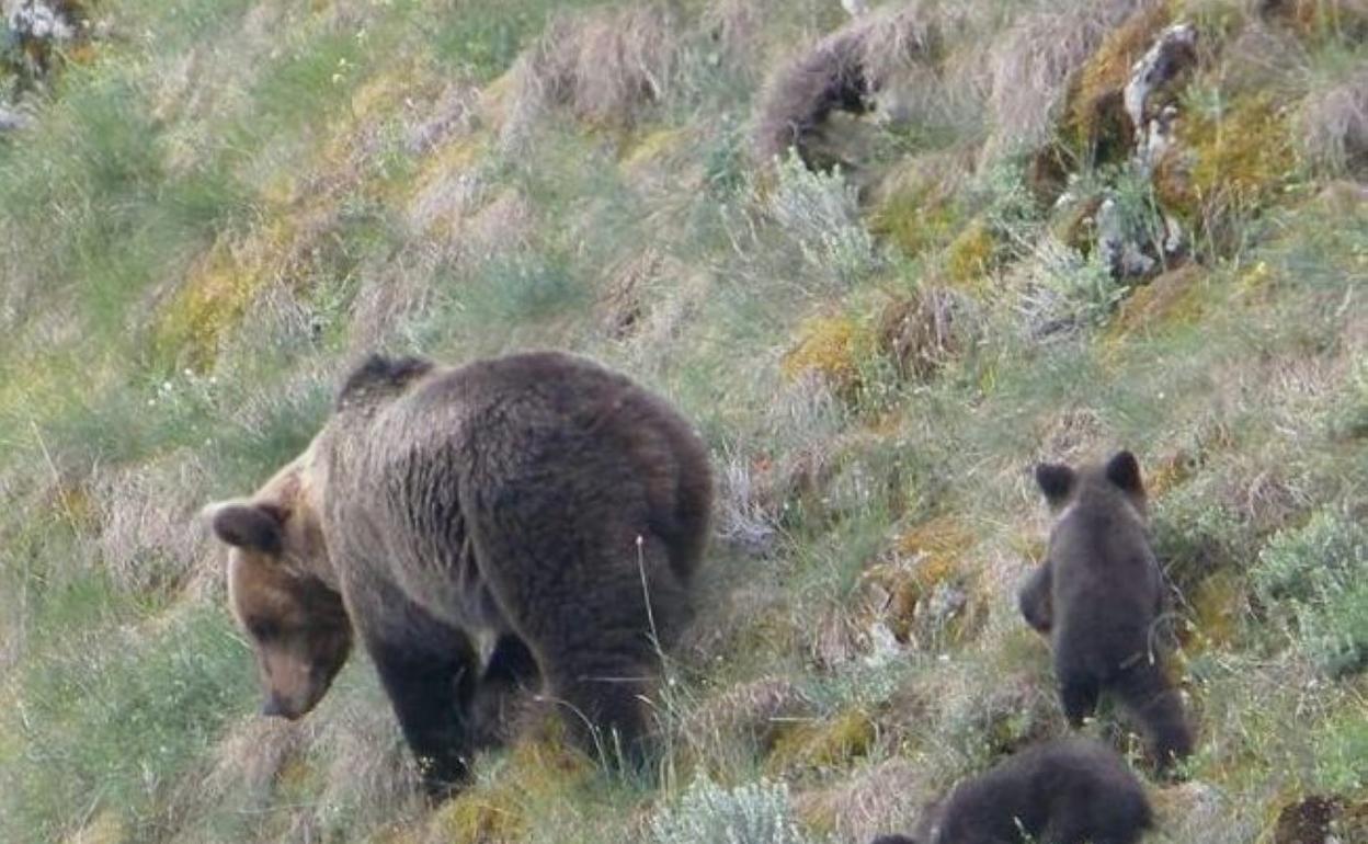 Dos crías de oso, junto a su madre, en Somiedo. 