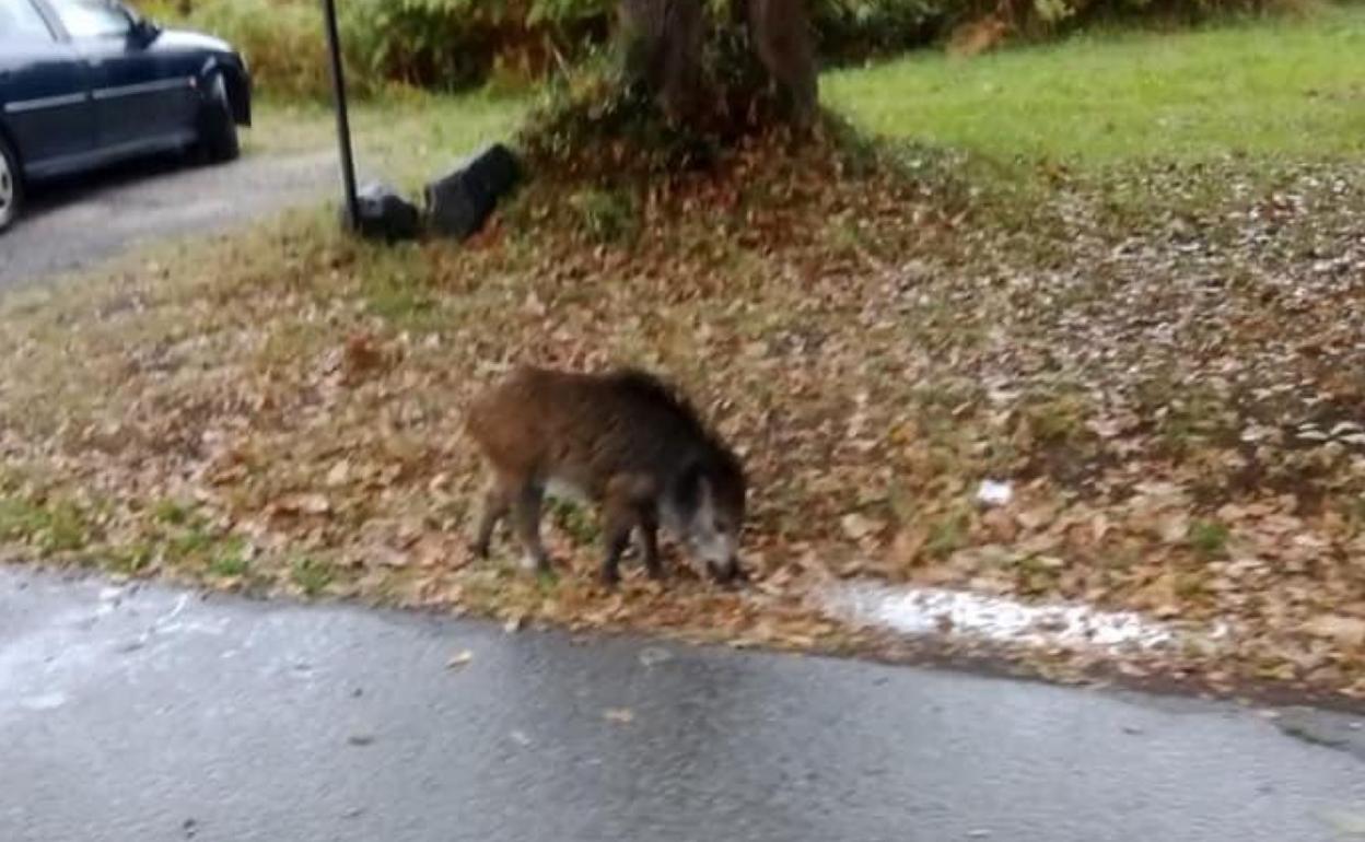 Un ejemplar ha vuelto a ser visto suelto estos días por Salinas. 