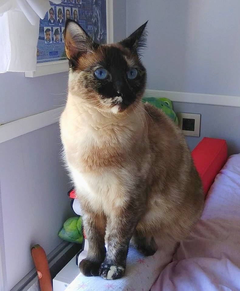 Mini, dos años y medio.