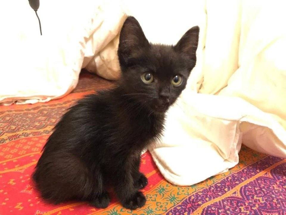 Shira, un año y medio.