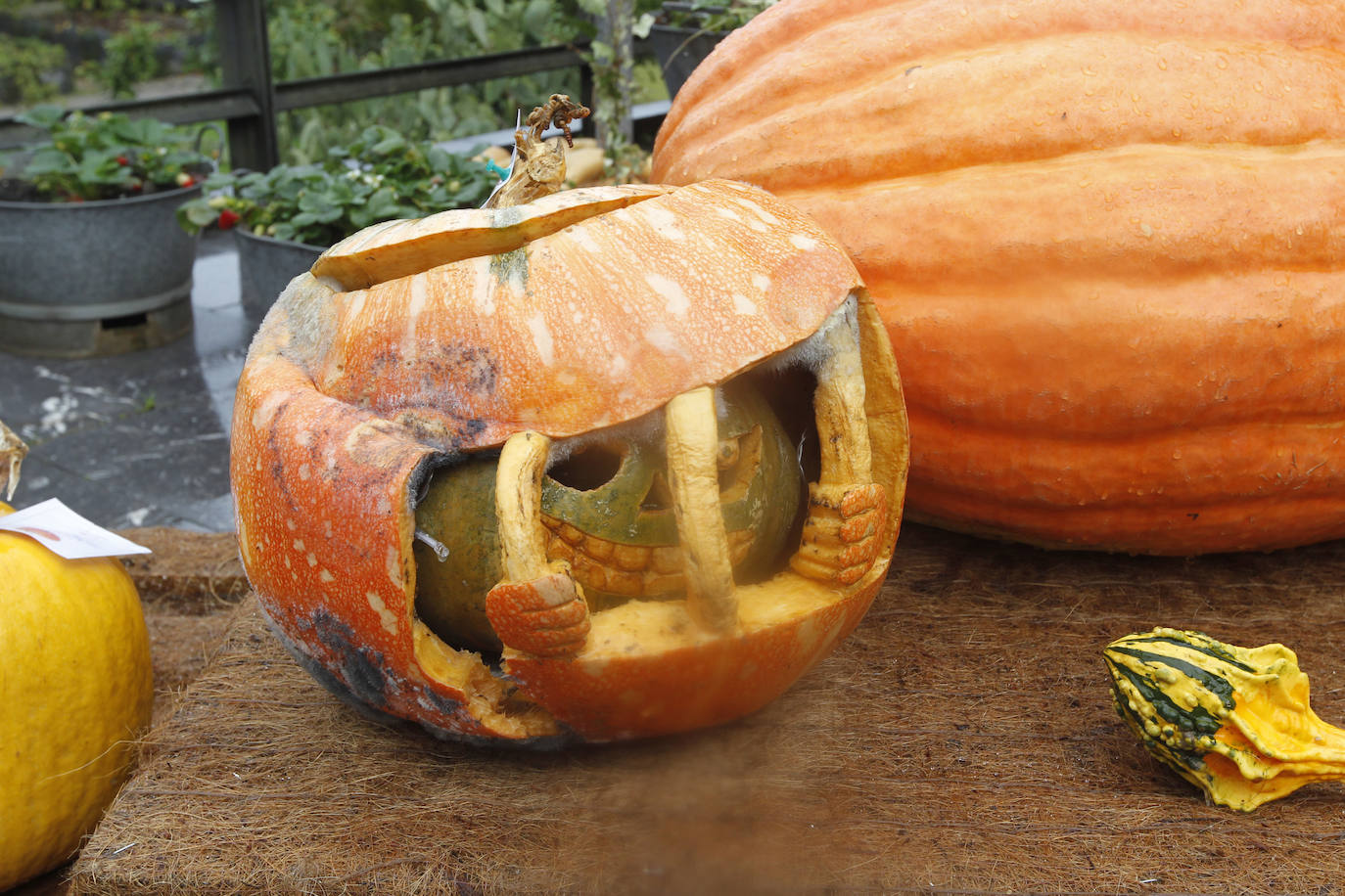 El Jardín Botánico de Gijón ha vuelto a ser escenario de una nueva edición del concurso 'Calabazas y Calaveras'. La más grande, la más rara o la tradicional han tenido su reconocimiento.