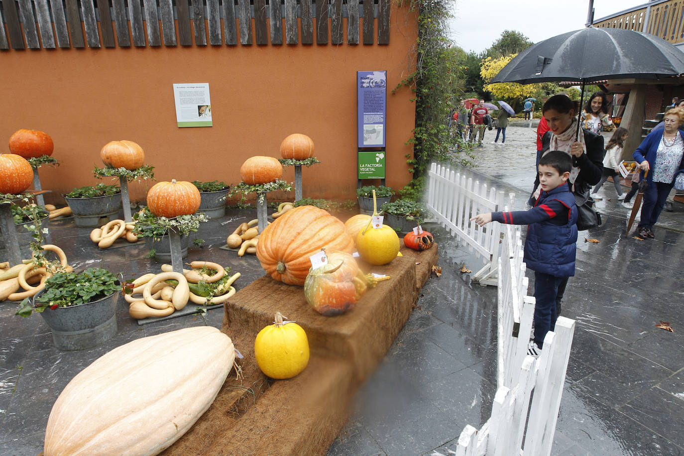 El Jardín Botánico de Gijón ha vuelto a ser escenario de una nueva edición del concurso 'Calabazas y Calaveras'. La más grande, la más rara o la tradicional han tenido su reconocimiento.