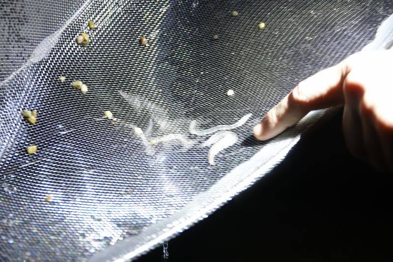 Setenta anguleros participarán este año en la campaña de la angula en la costa oriental asturiana. 