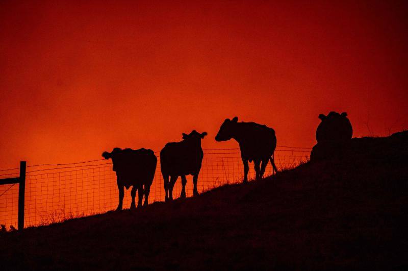 El sur de California lleva días siendo arrasada por varios incendios forestales que los bomberos tratan de contener.