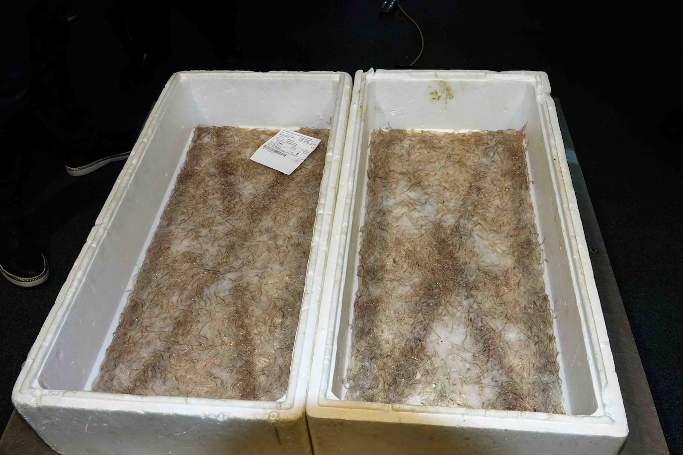 6.260 euros. Es lo que se ha pagado por la primera angula de la temporada en la rula de Ribadesella. Los 2,5 primeros kilos han sido adquiridos por los restaurantes riosellanos El Campanu y La Ría del Campanu.