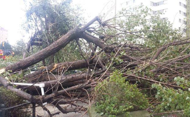 Parte de la red ferroviaria, sin trenes por los árboles caídos en las vías