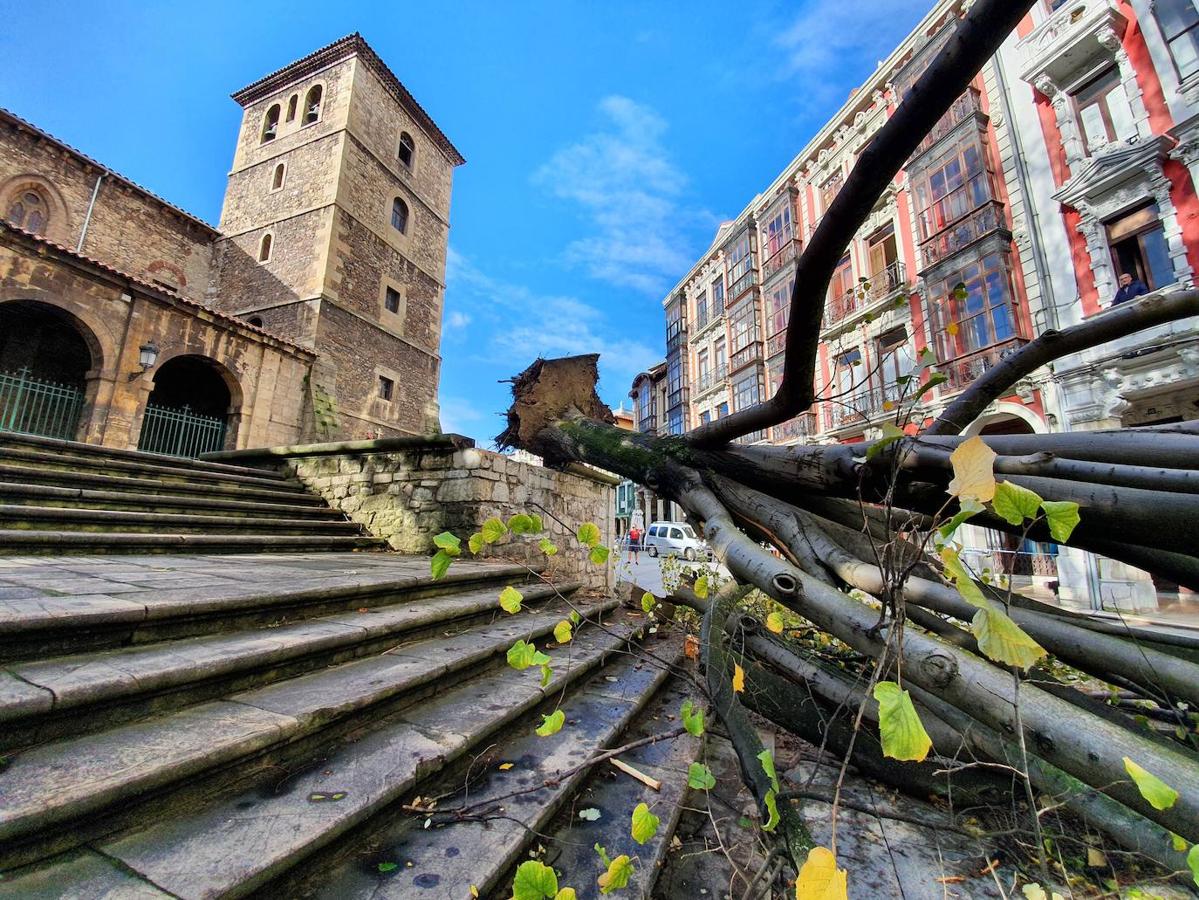 El viento derrumbó un tilo de ochenta años en la campa de la iglesia de San Nicolás de Bari.