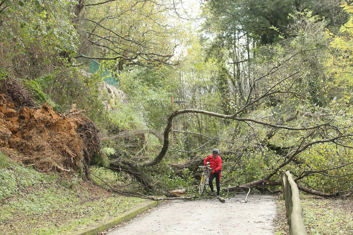 La borrasca 'Amelie' que azota la cornisa Cantábrica ha dejado rachas de hasta 130 kilómetros por hora en Asturias, lo que ha provocado numerosos incidentes en la región, sobre todo, árboles caídos.