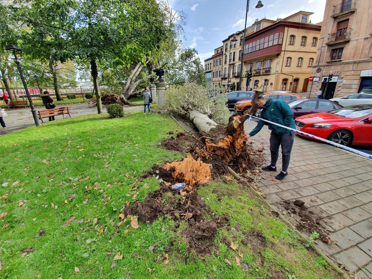 Uno de los árboles de El Muelle se partió por la base. 