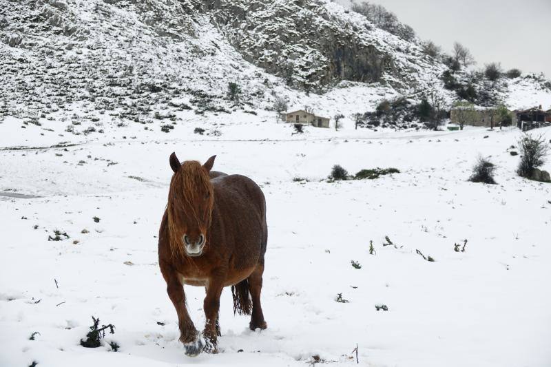 El enclave más visitado de los Picos de Europa ha amanecido hoy cubierto de un manto blanco, con varios centímetros acumulados en el entorno del Ercina, suficientes para atraer a viajeros de distintos puntos de España