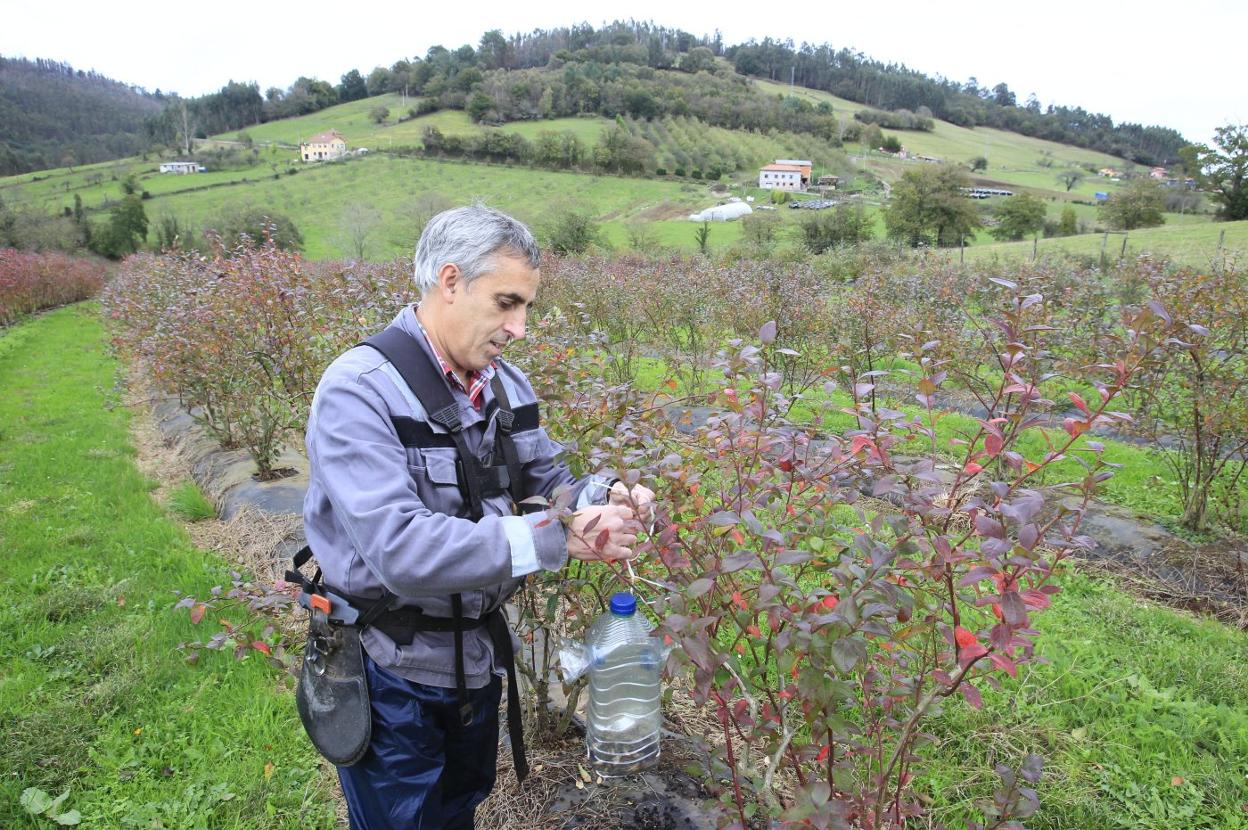 Explotación de arándanos. Juan Luis García ceba una de las trampas para avispas asiáticas con las que protege su plantación de arándanos en Picaroso, en Grado. 