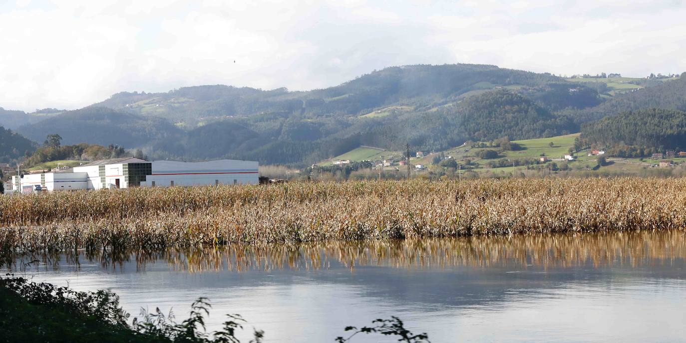 Las lluvias de las últimas horas han provocado el desbordamiento del río Nalón en varios de sus tramos, como Pravia. El agua, que alcanza la carretera AS-16, ha anegado por completo varias huertas y plantaciones de kiwi.