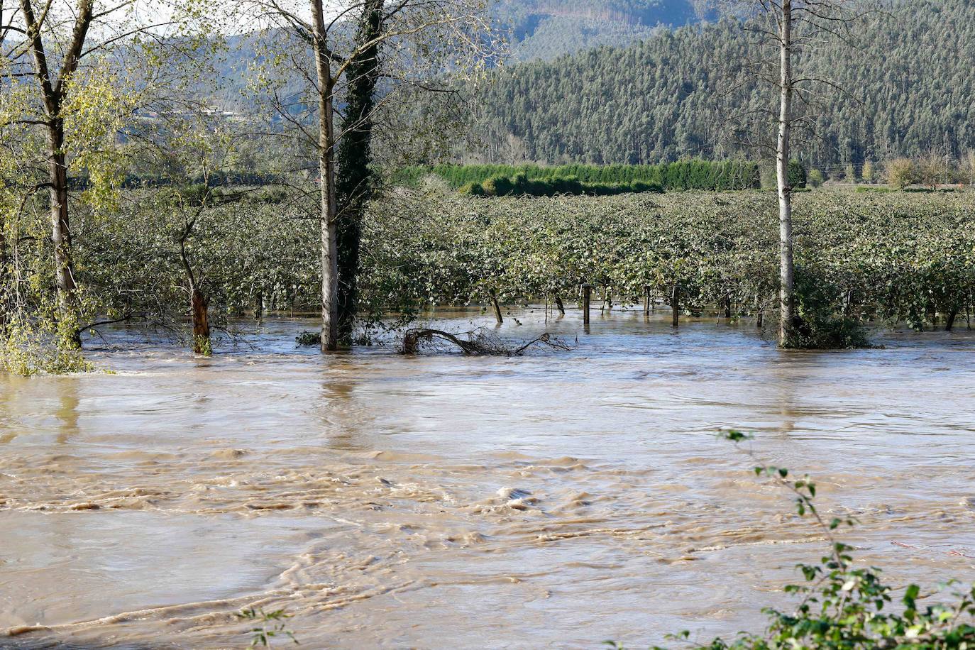 Las lluvias de las últimas horas han provocado el desbordamiento del río Nalón en varios de sus tramos, como Pravia. El agua, que alcanza la carretera AS-16, ha anegado por completo varias huertas y plantaciones de kiwi.