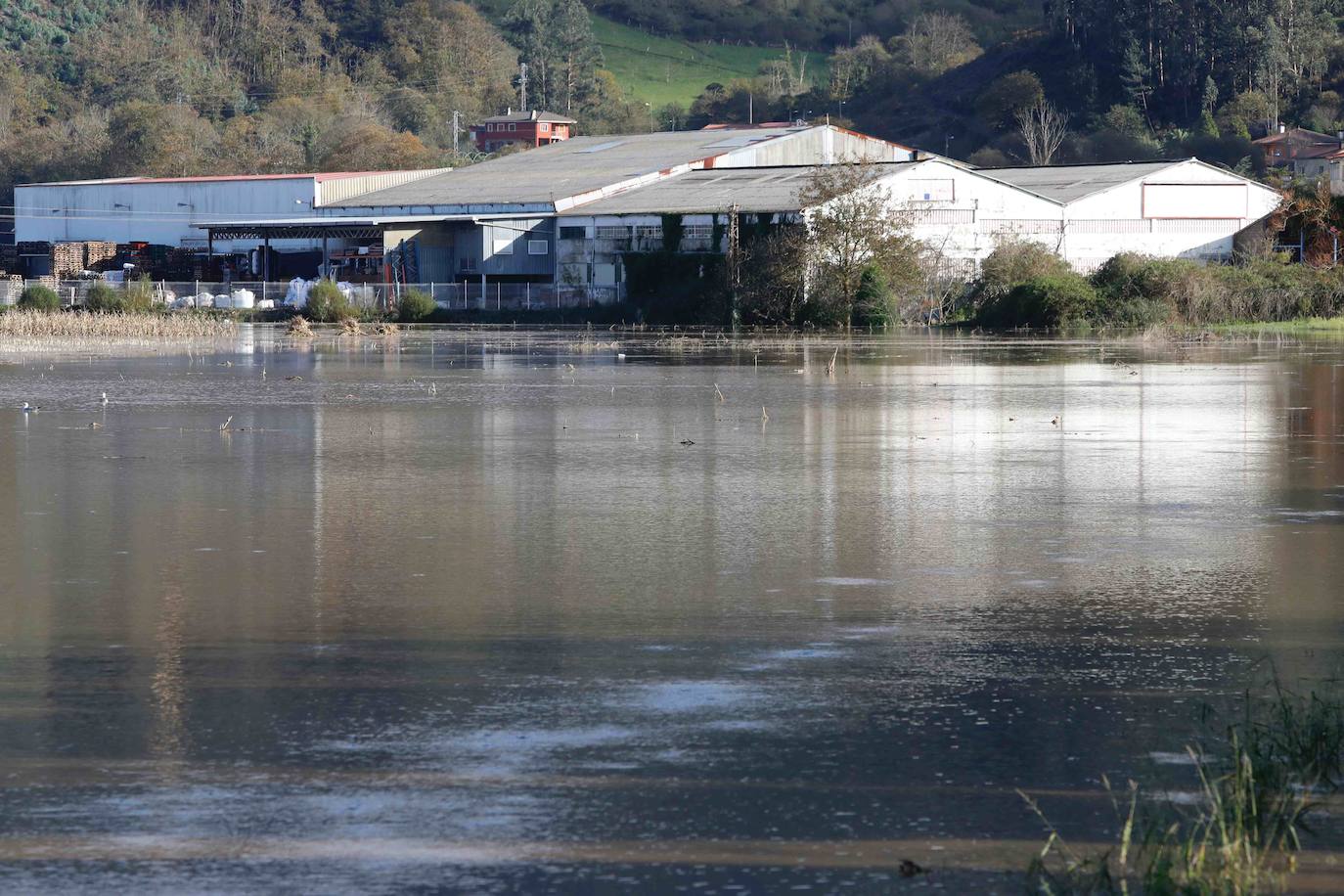 Las lluvias de las últimas horas han provocado el desbordamiento del río Nalón en varios de sus tramos, como Pravia. El agua, que alcanza la carretera AS-16, ha anegado por completo varias huertas y plantaciones de kiwi.