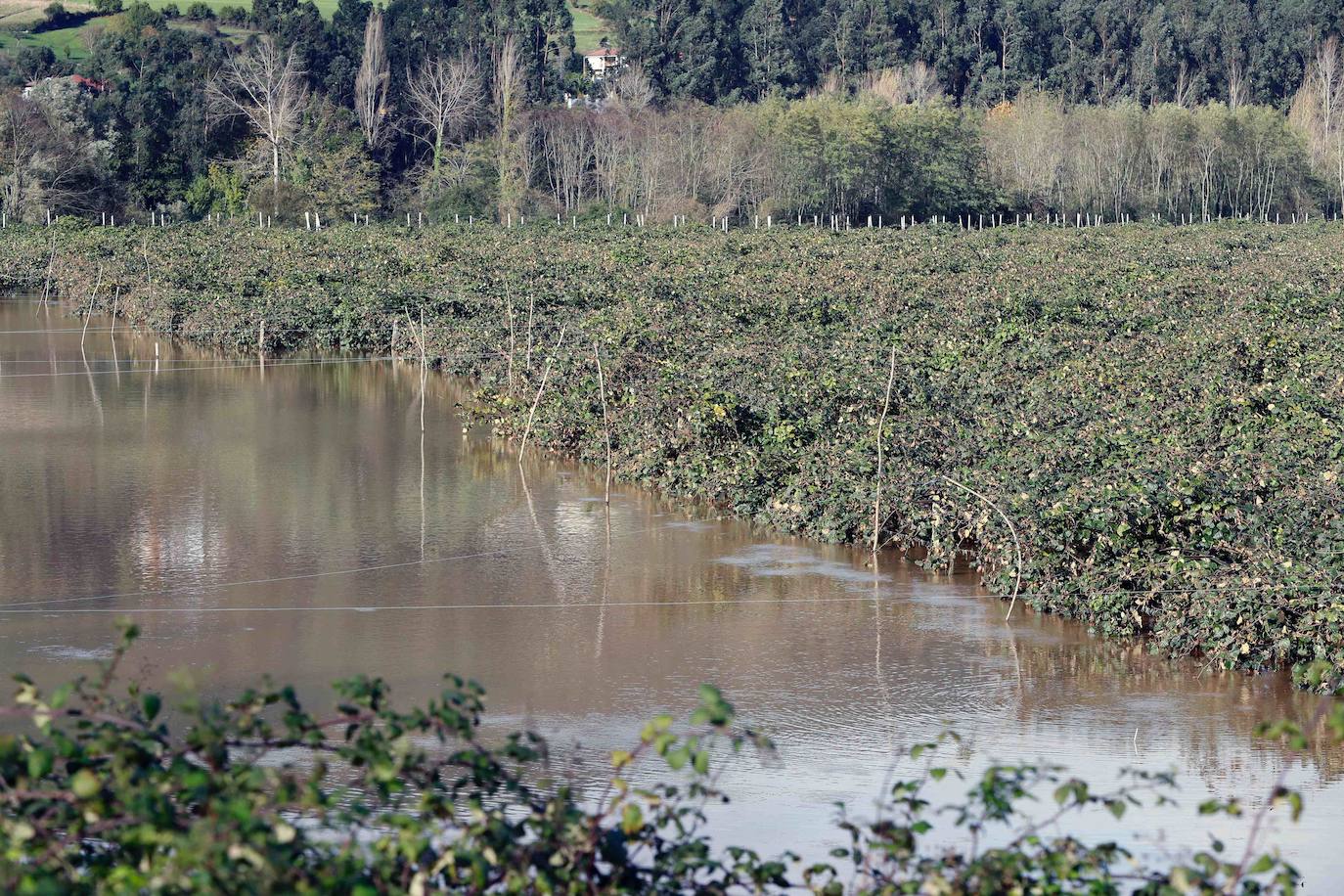 Las lluvias de las últimas horas han provocado el desbordamiento del río Nalón en varios de sus tramos, como Pravia. El agua, que alcanza la carretera AS-16, ha anegado por completo varias huertas y plantaciones de kiwi.