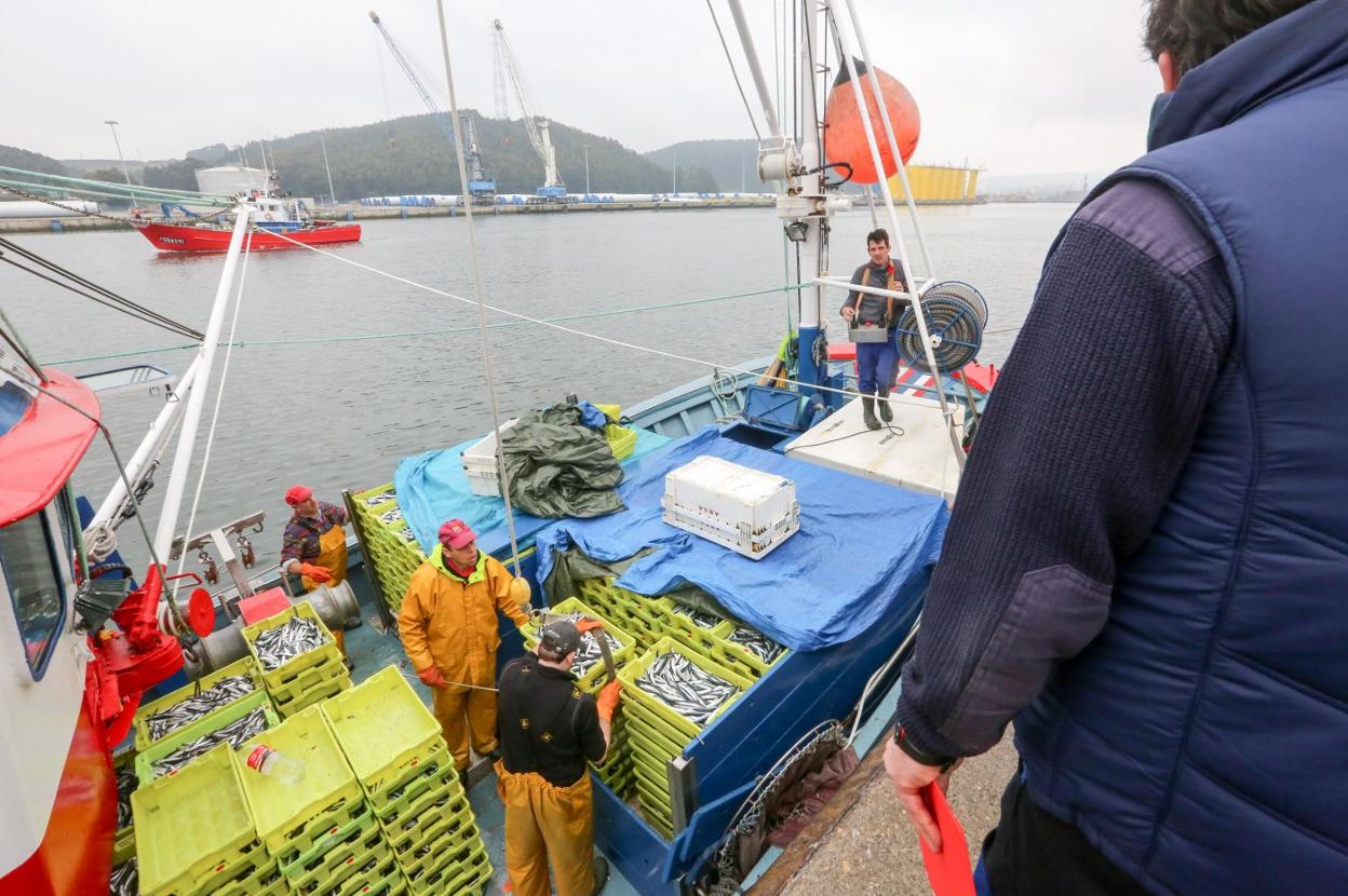 Descarga de un barco de pesca en el puerto de Avilés. 