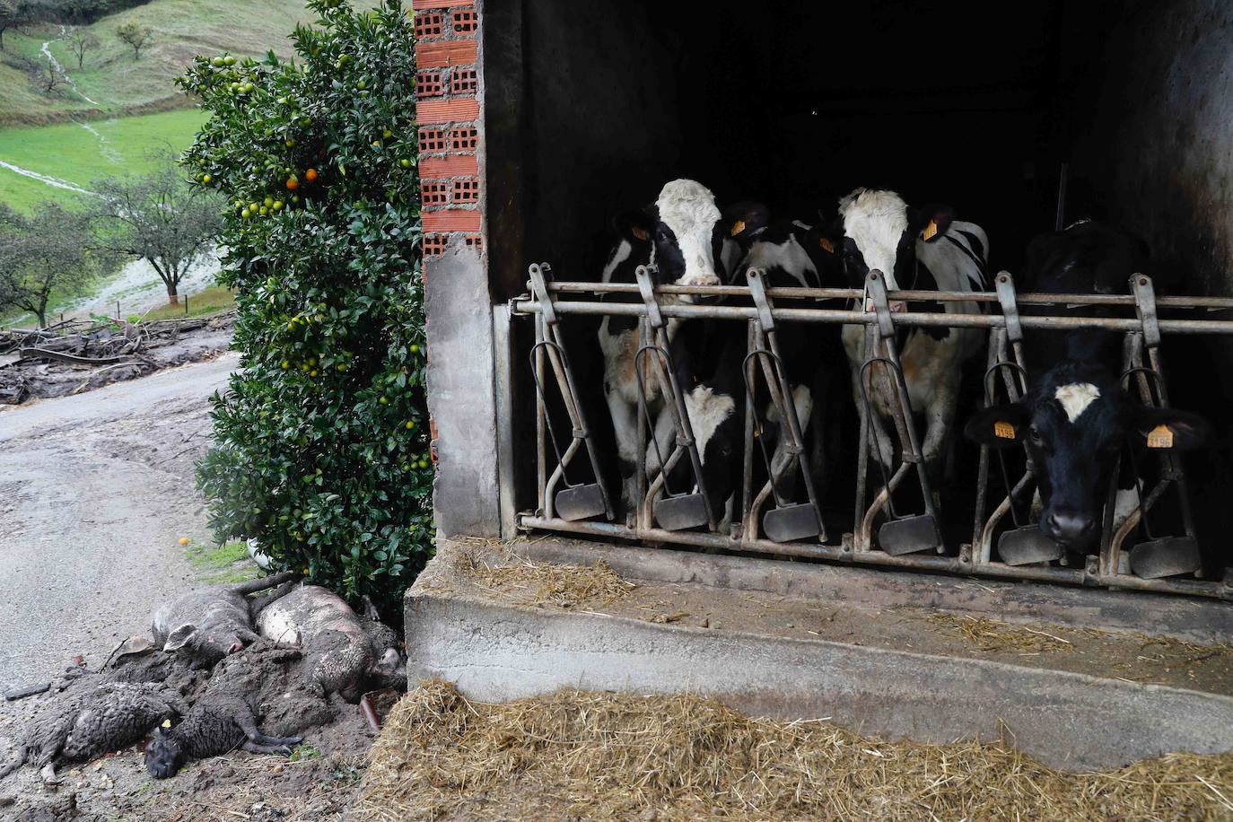 Las fuertes lluvias registradas en las últimas horas en Asturias han provocado dos desprendimientos de tierra en Villazón (Salas), uno de los cuales ha afectado a parte de una vivienda sin causar heridos, y el otro ha destrozado una nave y provocado la muerte de varios animales