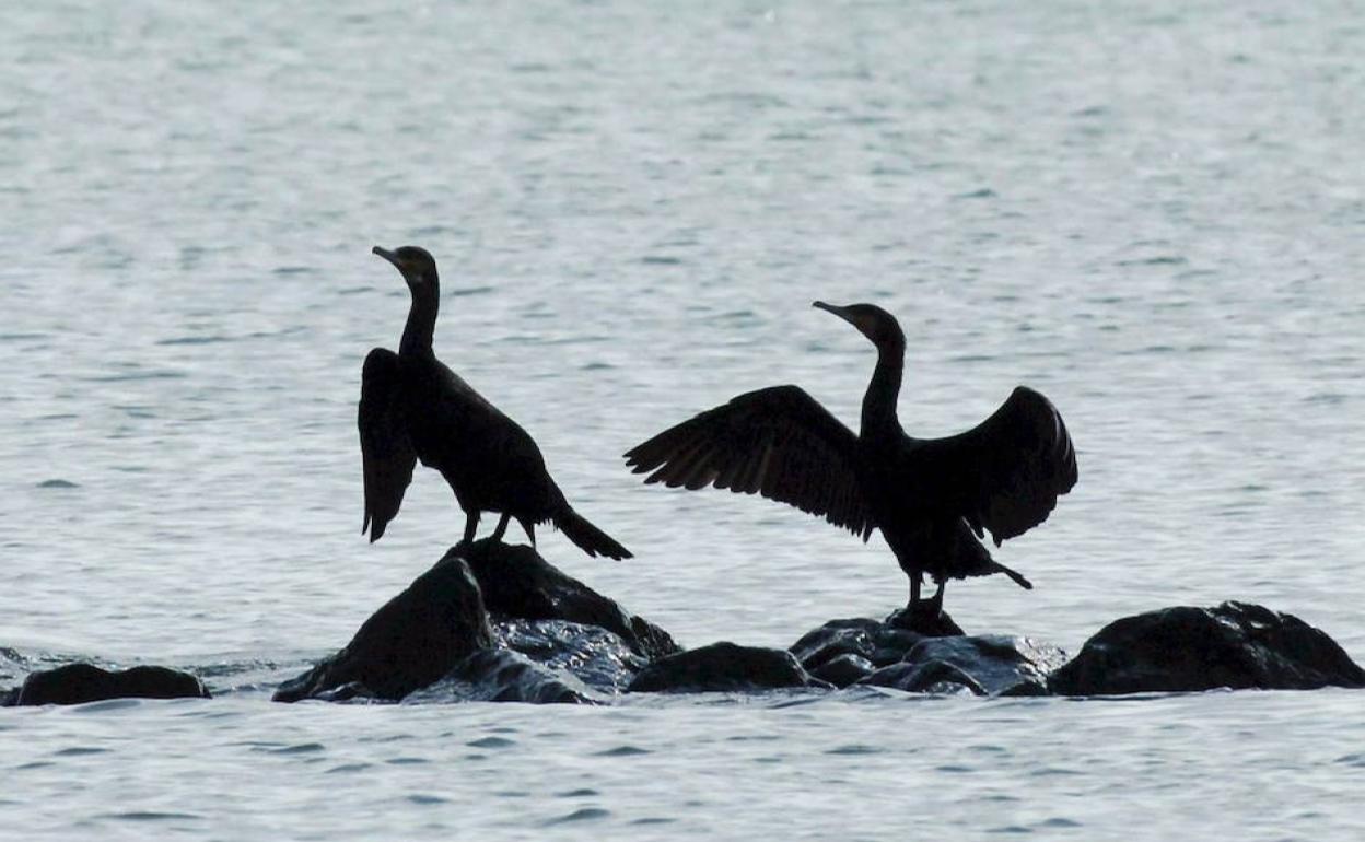 Colectivos ecologistas piden al Gobierno del Principado que se cese la matanza de cormoranes