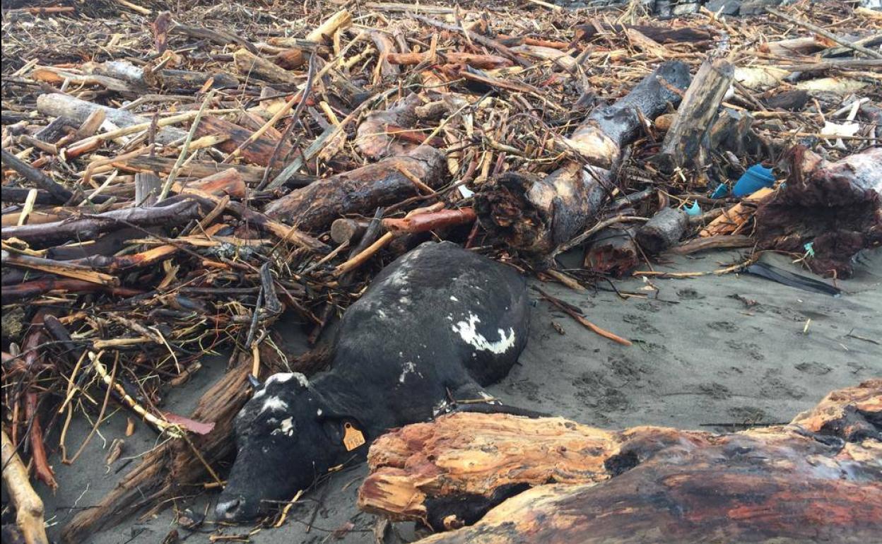 Los ecologistas piden retirar los cadáveres de animales de Los Quebrantos