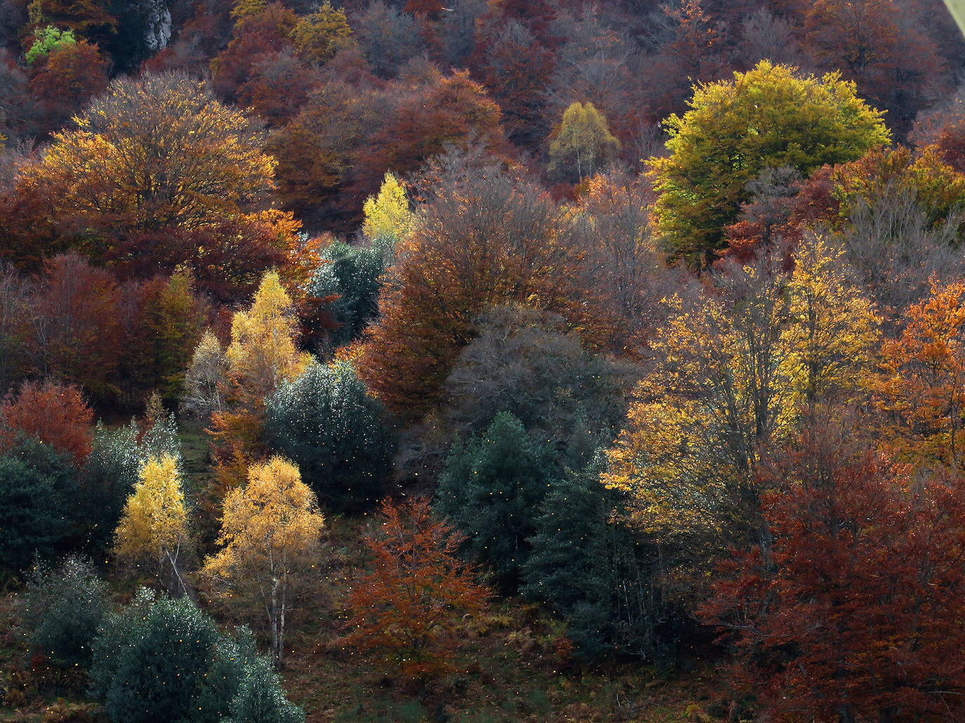 De Oriente a Occidente, entre playas y montañas, estas son algunas de las mejores escenas presentadas al concurso de fotografía 'Escenas de Asturias' de EL COMERCIO con el patrocinio de El Gaitero 