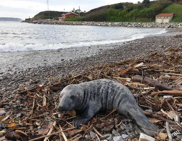 La foca gris, a su llegada a la playa de El Arañón. 