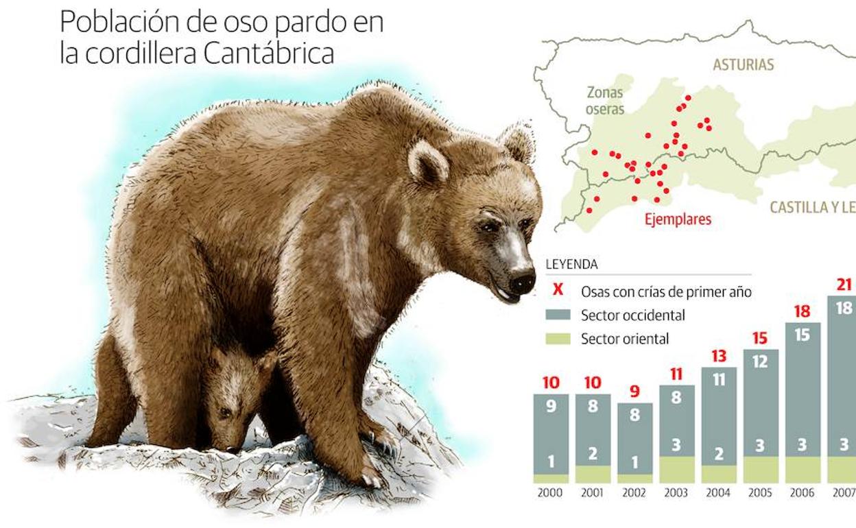 El número de osas reproductoras creció un 68% en los últimos diez años