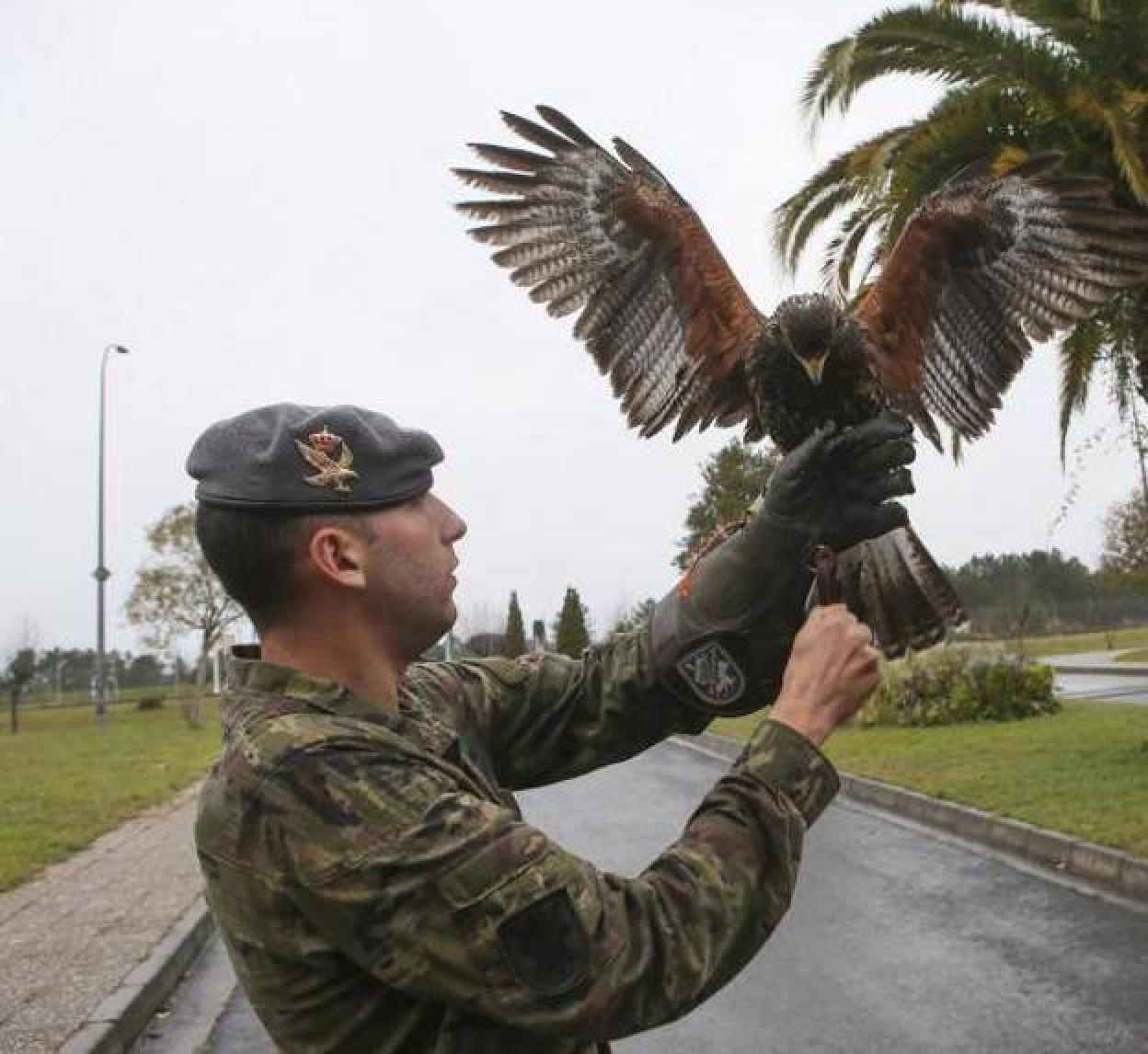 El soldado Flores, con 'Xana', el águila harris que entrena estos días en Cabo Noval. 