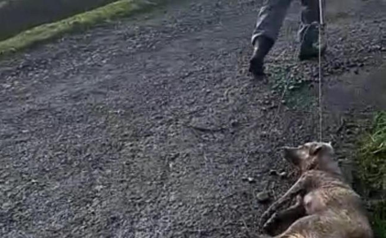 Fallece la perra maltratada en Galicia