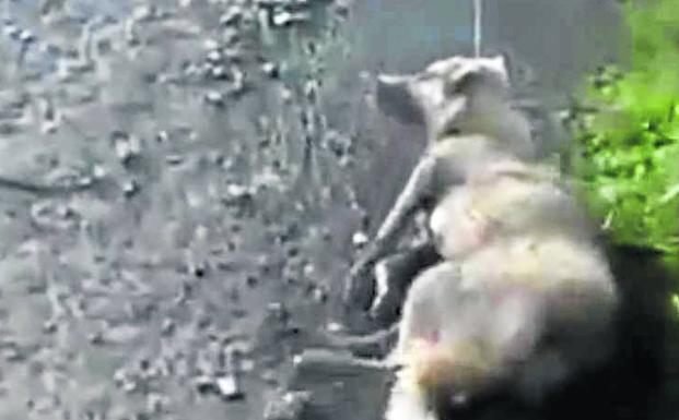 El maltratador arrastra a su perra tras dispararle.