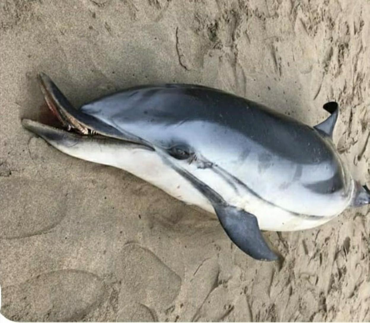 Ejemplar de delfín listado que apareció muerto ayer en la playa de Salinas. 