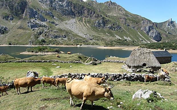 Ganado pastando en el parque natural de Somiedo.