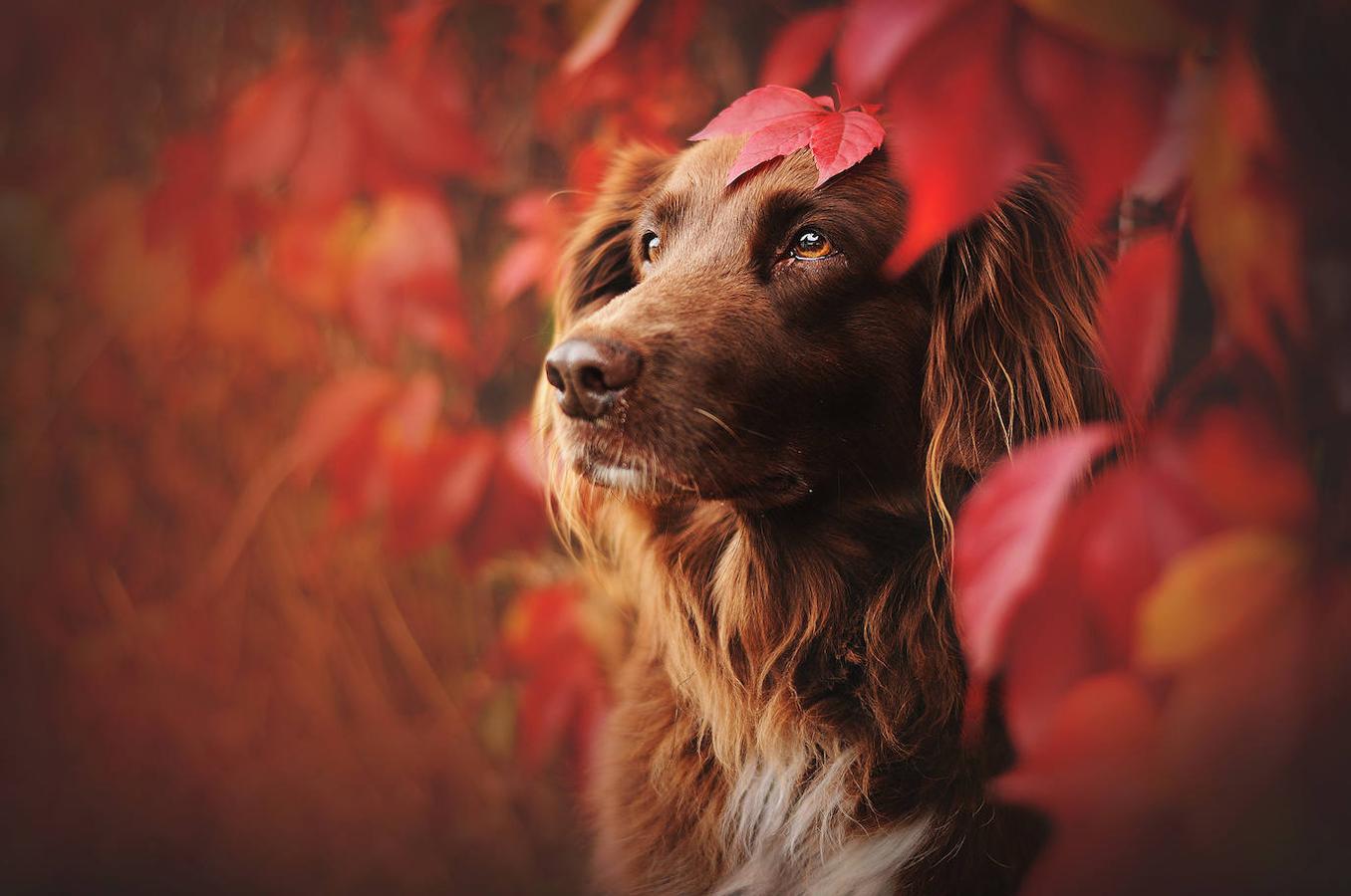 Cindy, el primer perro de Anne Geier.