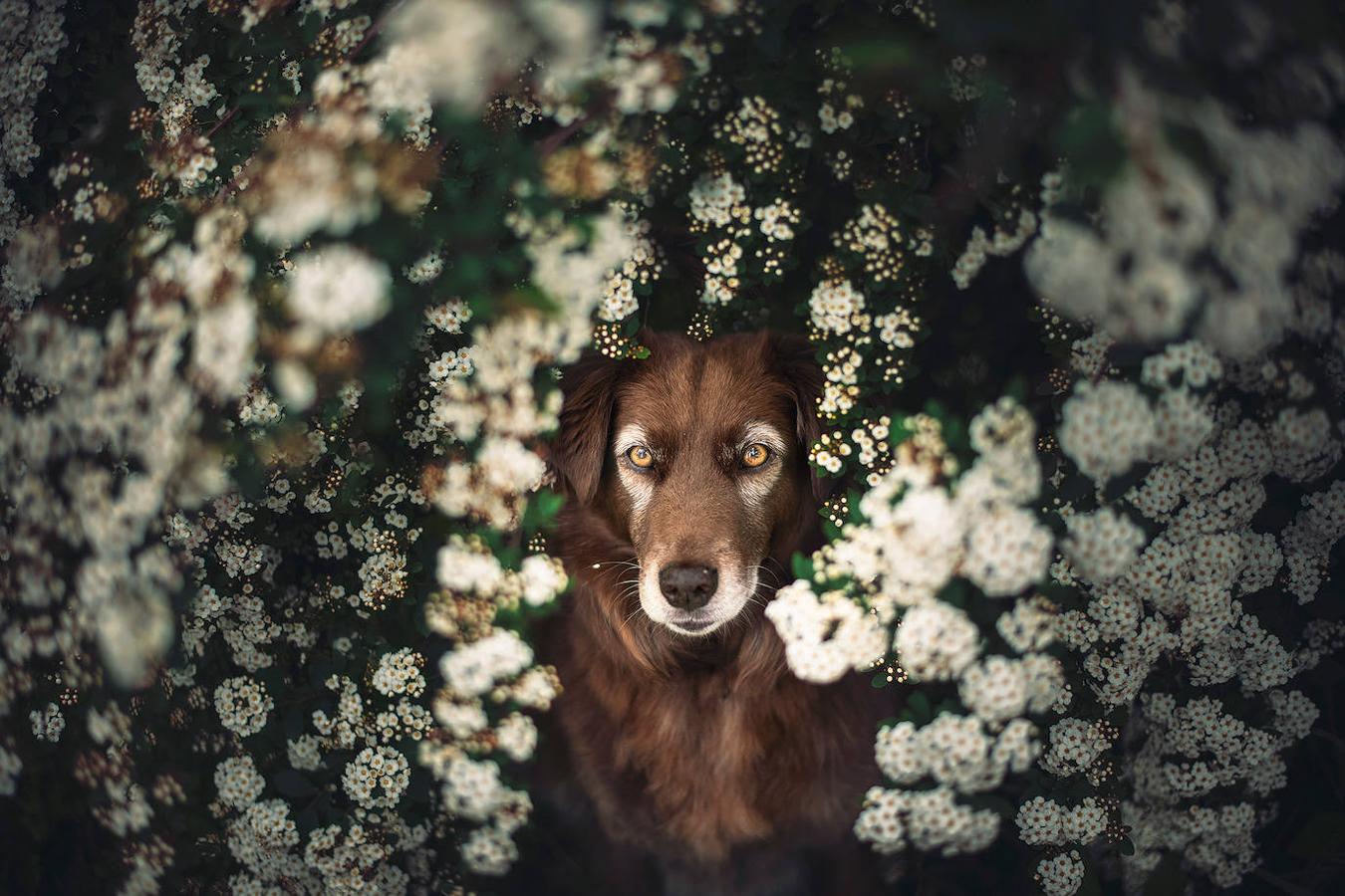 Fotos: Las mejores fotos de perros a través del objetivo de Anne Geier