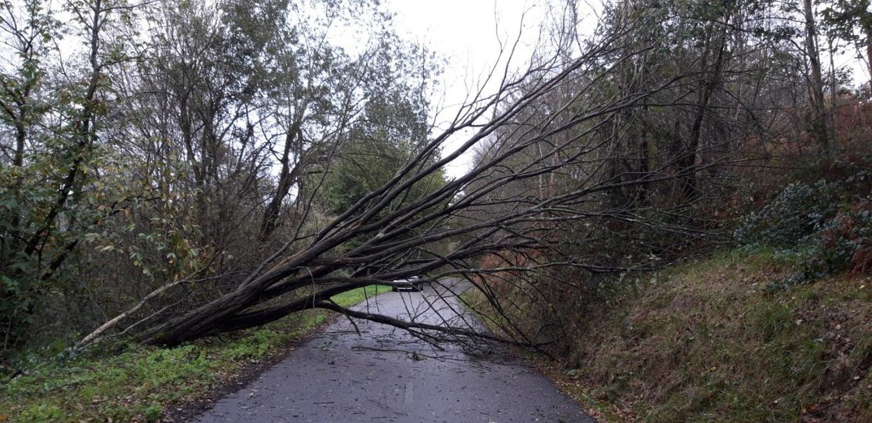 Un árbol caído en la carretera de Lada a Cuturrasu. 