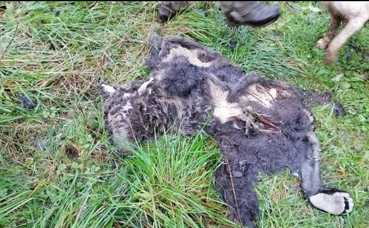 El estado en el que se econtraban los restos del oso hacen imposible determinar las causas de la muerte. 