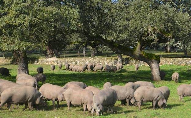 Cerdos ibéricos en la dehesa 