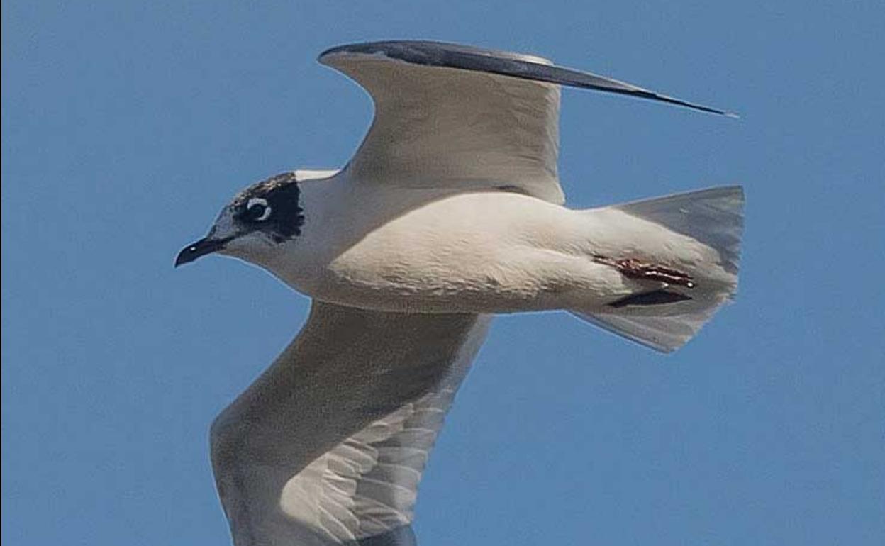 La nueva gaviota americana vista en la ría. 