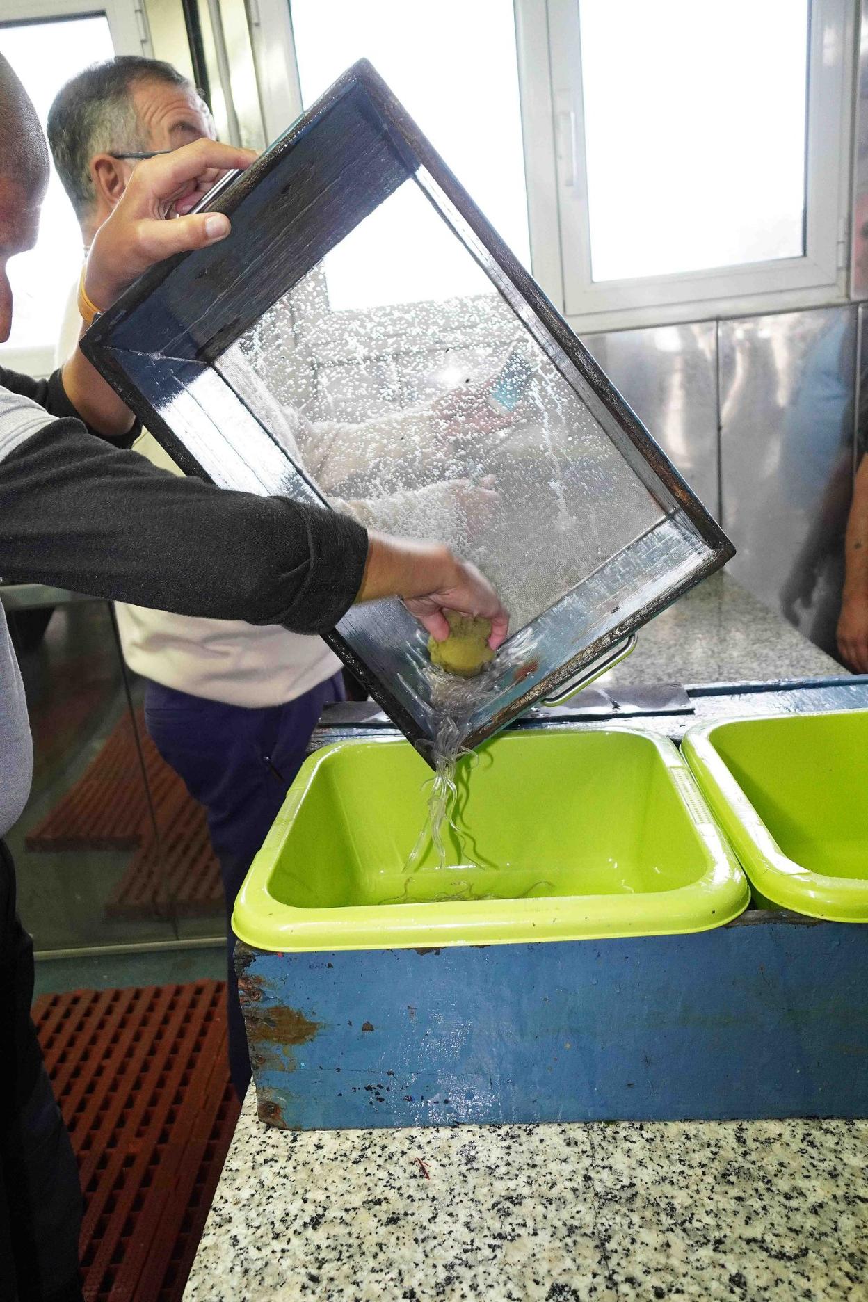 Angulas en la lonja de Ribadesella al inicio de la campaña. 